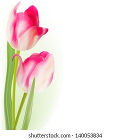 Tulips Isolated on white background. And also includes EPS 8 vector