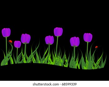 Tulips and lady birds on black background. Vector illustration