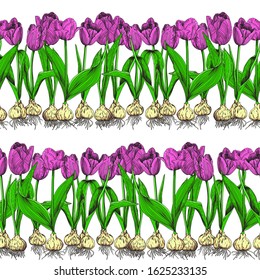 Tulips laid out in rows on a white background. Bright pink bouquets of flowers with yellow bulbs. Botanical vector seamless pattern.