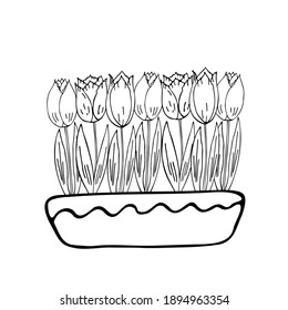 Tulipanes con hojas en una maceta de flores. Crítica. Vector de dibujo manual.