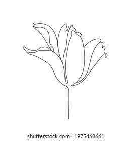 Tulips line art vector. Minimalist line drawing Botanical