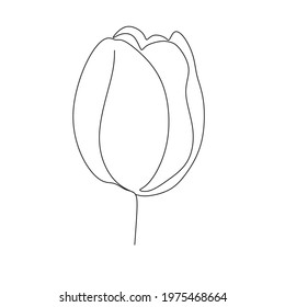 Tulips line art vector. Minimalist line drawing Botanical