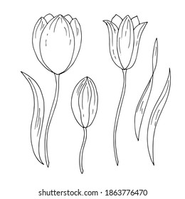 Tulipanes. Arte lineal. Ilustración vectorial.