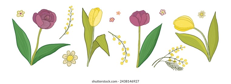 Tulips and mimosa set. Hand drawn vector illustration.