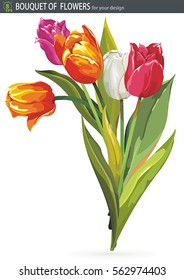 Tulips in mixed colors, isolated on white background. Fresh spring bouquet