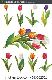 Tulips in mixed colors, isolated on white background. Fresh spring bouquet