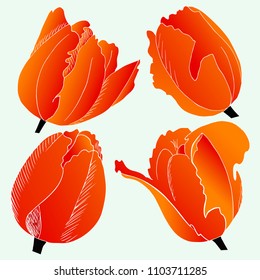 Tulips on a light background.
