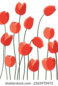 Tulips on white background.Eps 10 vector.