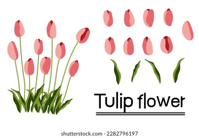 Tulipanes sobre fondo blanco.Eps 10 vector.