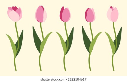 Tulips on white background.Eps 10 vector.