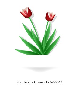 tulips  on white background 
