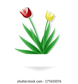 tulips  on white background 
