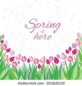 Tulips on a white background with custom text Spring is here. Vector illustration.