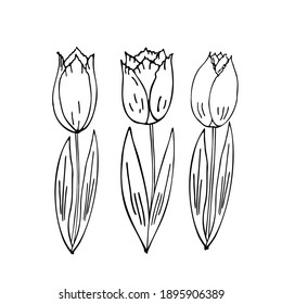 Tulips on a white background. Scribble. Hand drawing. Vector.