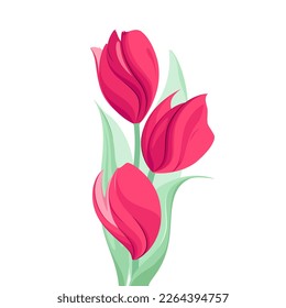 Tulips on a white background. Spring flowers.
