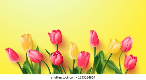 Tulips on a yellow background.Spring background with flowers for a poster, banner or postcard