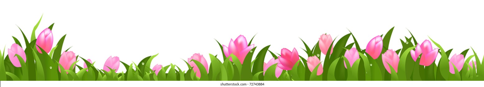 Tulips Panorama, Isolated On White Background, Vector Illustration