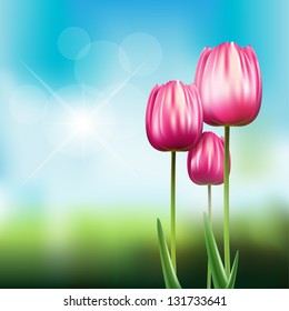 Tulips in park