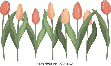 Tulips. Pastel pink color. Spring. Flowers. High quality vector illustration.