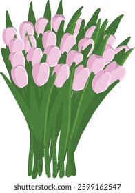 Tulips pink hand drawn. Spring bouquet