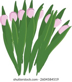 Tulips pink hand drawn. Spring bouquet