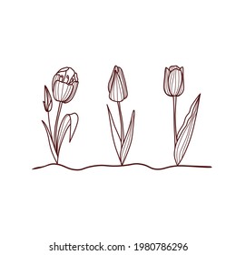 tulips for a postcard in one bed. spring illustration