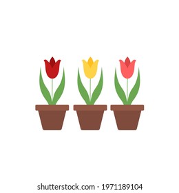 Tulips in pots vector illustration isolated on white. Potted plants in flat style