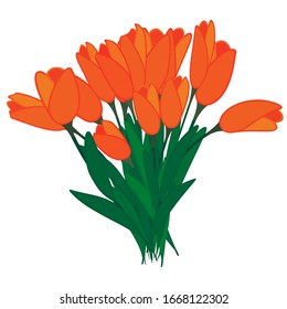 Tulips with red and orange petals. Isolated on a white. Bouquet with spring flowers. Symbol of love. A gift for a loved one.