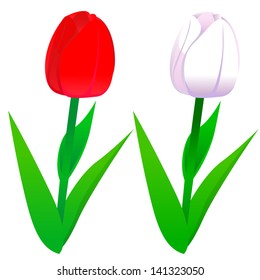 Tulips red and white