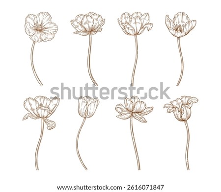 Tulips set, line art style. Flowers with stems, brown sketches. Beautiful spring decor. Drawing vintage elements for design. Vector illustration