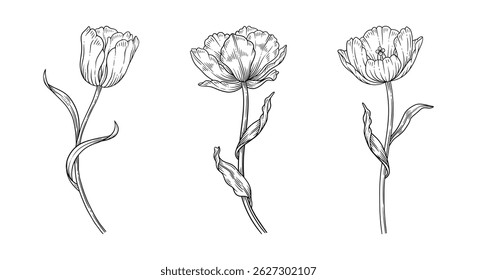 Tulips set. Three sketched flowers with leaves. Black outline elements for design. Beautiful spring decor. Vintage vector illustration