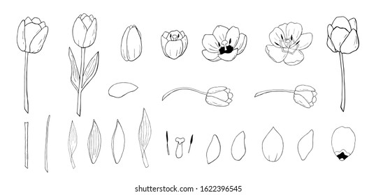 tulips set vector in black and white that consists tulip elements. Construct your own tulip wreath. Elements for constructing easter cards 
