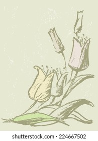 tulips sketch