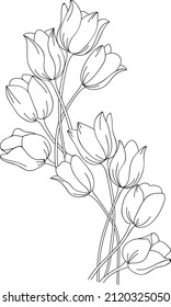Tulips sketch in lineart style Hand drawn outline vector illustration for logo design, wedding invitation, floral cards, botanical crafts. Black and white modern art.