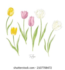 Tulips spring Easter flower botanical hand drawn vector illustration set isolated on white. Vintage romantic cottage garden florals curiosity cabinet aesthetic print.