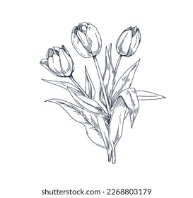 Tulips, spring floral plant drawn in retro style. Vintage botanical drawing. Contoured outlined engraved flower bouquet. Etched detailed handdrawn vector illustration isolated on white background