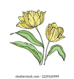 Tulips spring flower, isolated on a white background