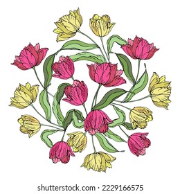 Tulips spring flower, isolated on a white background