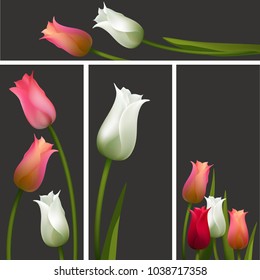 Tulips. Spring flowers. Floral background. Bouquet. Set.