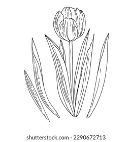 Tulips Spring flowers line drawing vector. 