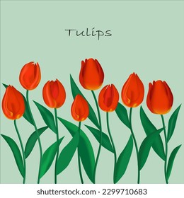 Tulpen. Frühlingsblumen, rote Blumen auf hellem Hintergrund. Acht Tulpen mit grünen Blättern. Kann für Grußkarten, Notebook-Design verwendet werden