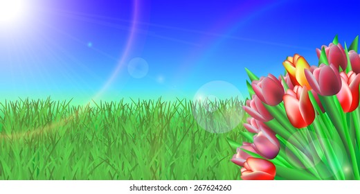 tulips in spring on the grass under sun