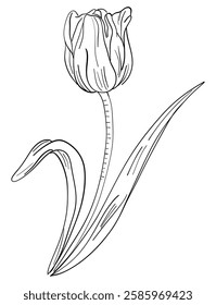 Tulips tiny wild flowers and plants line art botanical illustrations. Trendy greenery hand draw lines black ink sketches. vector illustration