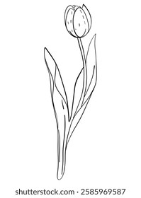 Tulips tiny wild flowers and plants line art botanical illustrations. Trendy greenery hand draw lines black ink sketches. vector illustration