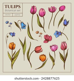 Tulips, vector botanical illustration set, floral elements, hand drawn, sketch, black outline, engraving style