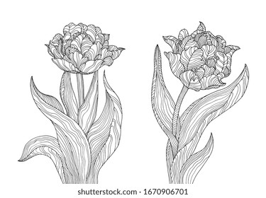 Tulips. Vector. Coloring book page for adults. Hand drawn artwork. Love, bohemian concept for wedding invitation, card, branding, boutique logo label. Black and white. 