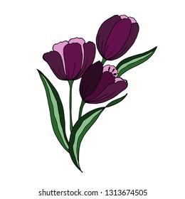 Tulips. Vector illustration.
