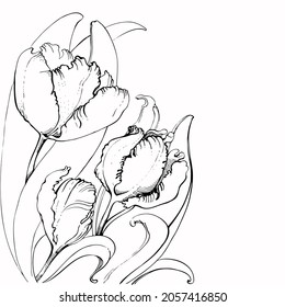 Tulips vector illustration in black and white graphics