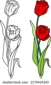 Tulpen, Vektorgrafik einzeln auf weißem Hintergrund