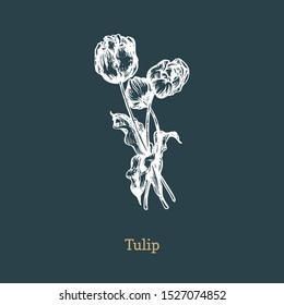 Tulips vector illustration on dark background. Hand drawn sketch of Lilies wild flowers in engraving style. Botanical plant isolated.